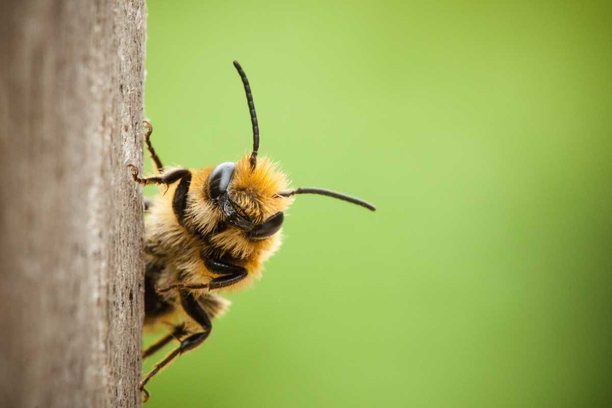 Bee-ing Nice to Bees: Making Your Home Bee-Friendly